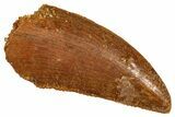 Serrated Raptor Tooth - Real Dinosaur Tooth #371436-1